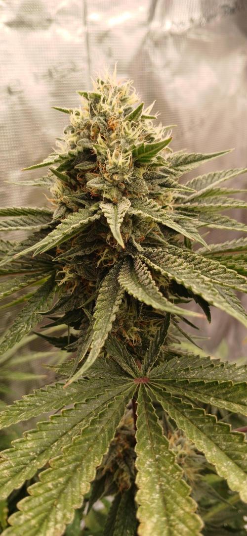 Quick Black lemon 😁. Week 6