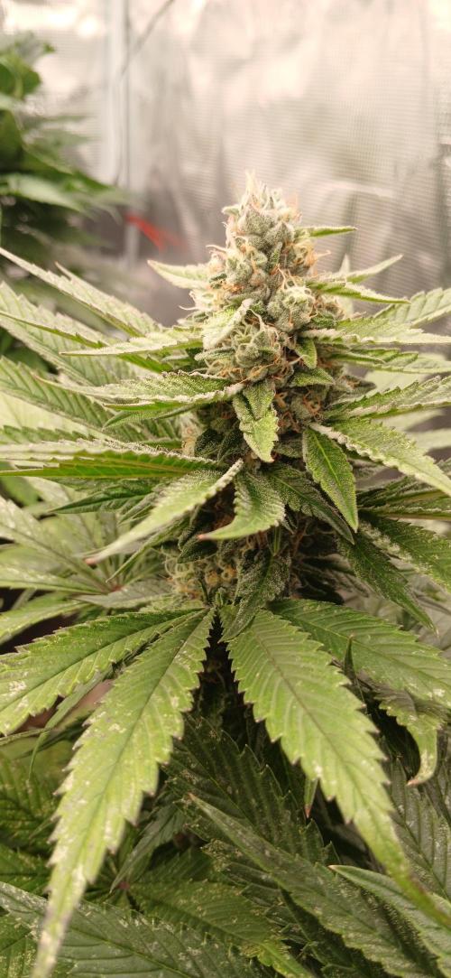 Quick Black lemon 😁. Week 6