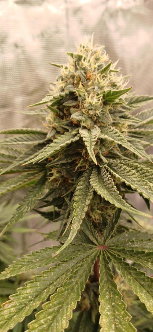 Quick Black lemon 😁. Week 6