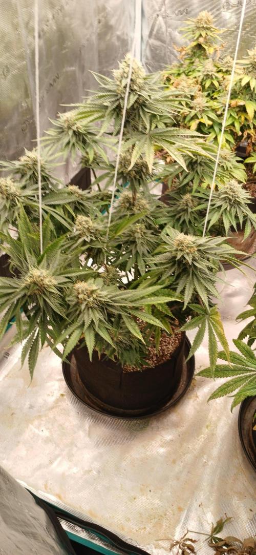 Quick Black lemon 😁. Week 6