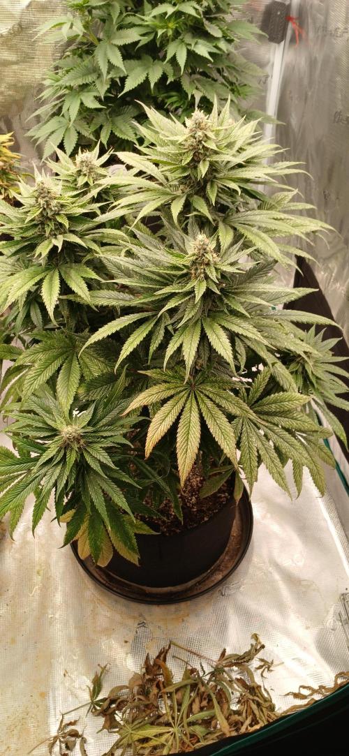 Quick Black lemon 😁. Week 6