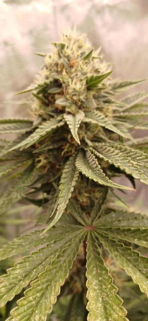 Quick Black lemon 😁. Week 6