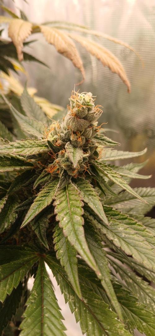 Quick Black lemon 😁. Week 7