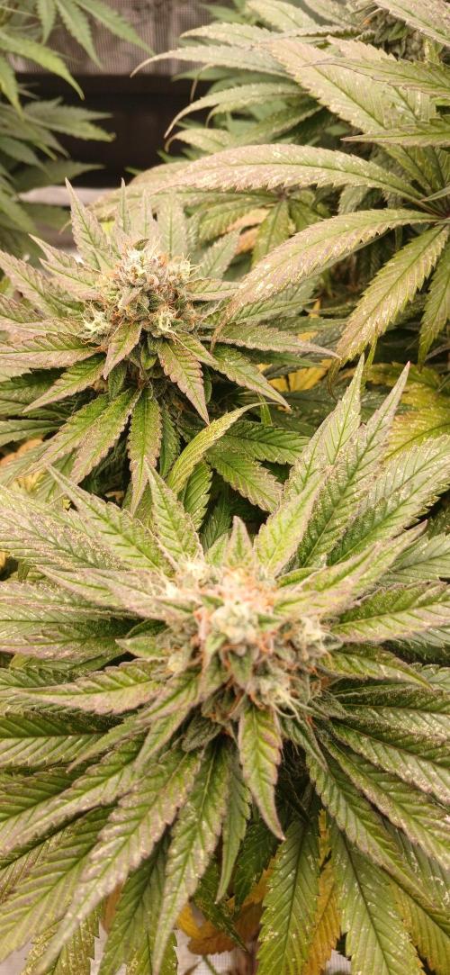 Quick Black lemon 😁. Week 7