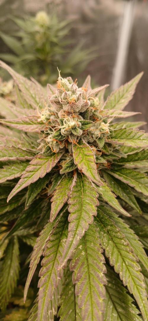 Quick Black lemon 😁. Week 7