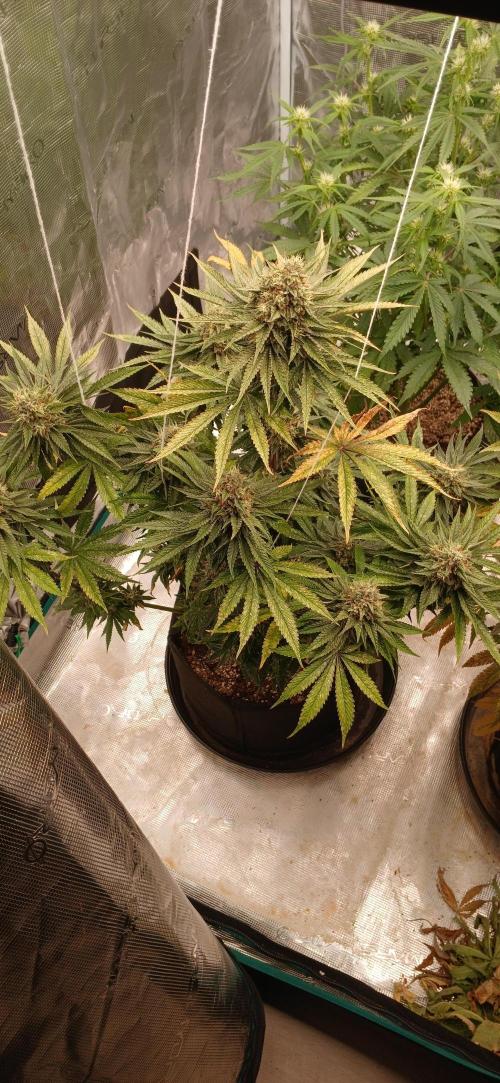 Quick Black lemon 😁. Week 7