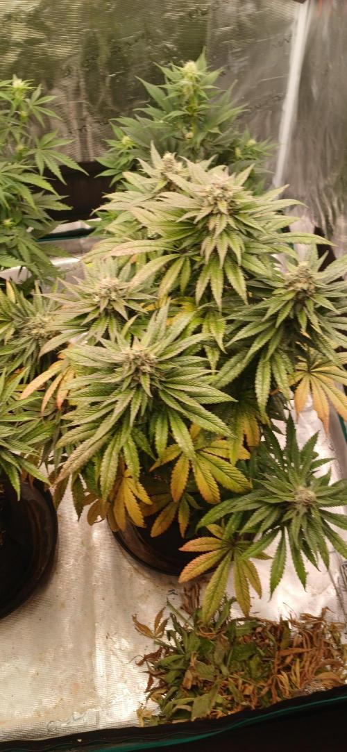 Quick Black lemon 😁. Week 7