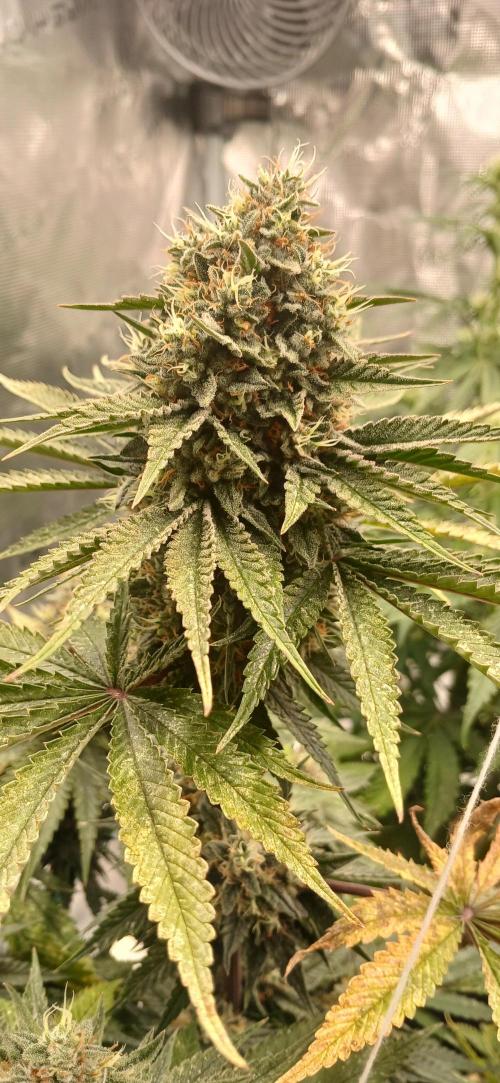 Quick Black lemon 😁. Week 7