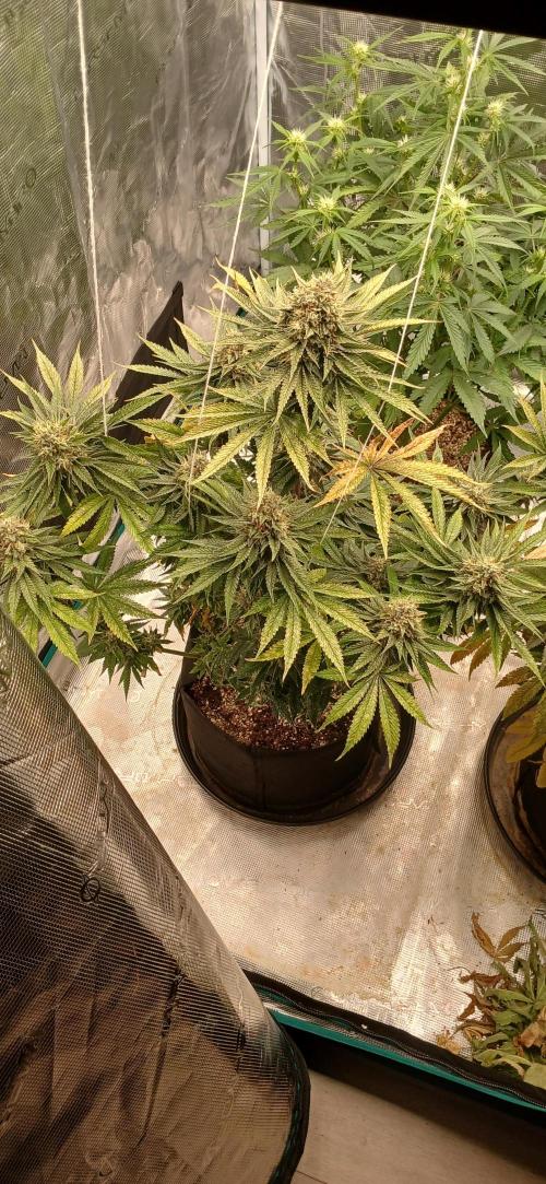 Quick Black lemon 😁. Week 7