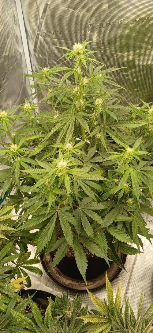 Guava x Gelato41 auto 😁. Week 5