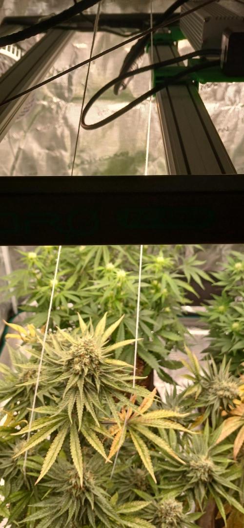Guava X Gelato #41 Auto. Week 5