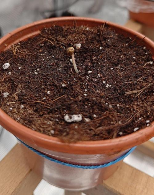 Gorilla Girl | First indoor grow. Week 0