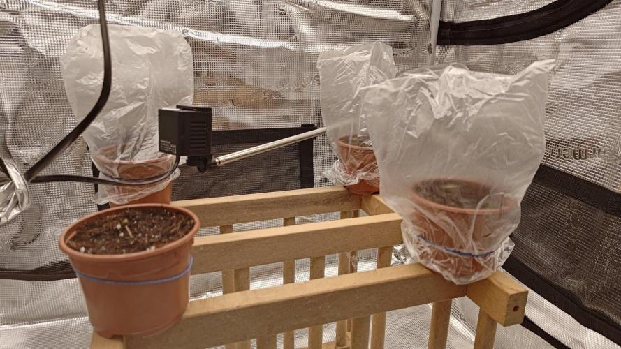 Gorilla Girl | First indoor grow. Week 0
