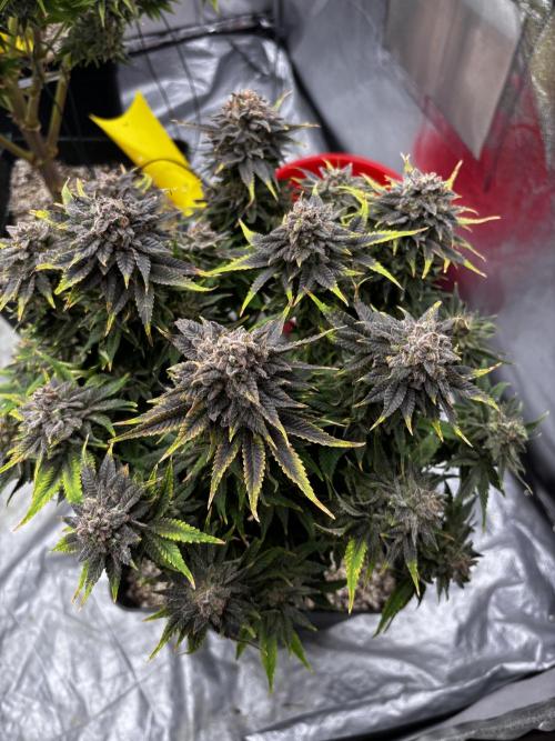 Anesia ;). Week 14
