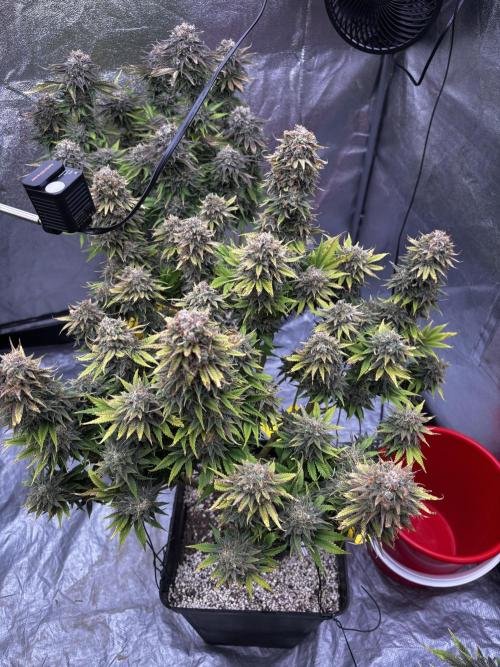 Anesia ;). Week 14