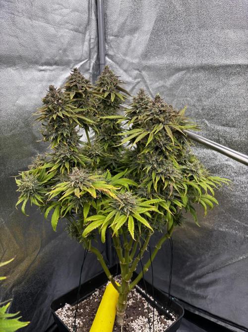 Anesia ;). Week 14