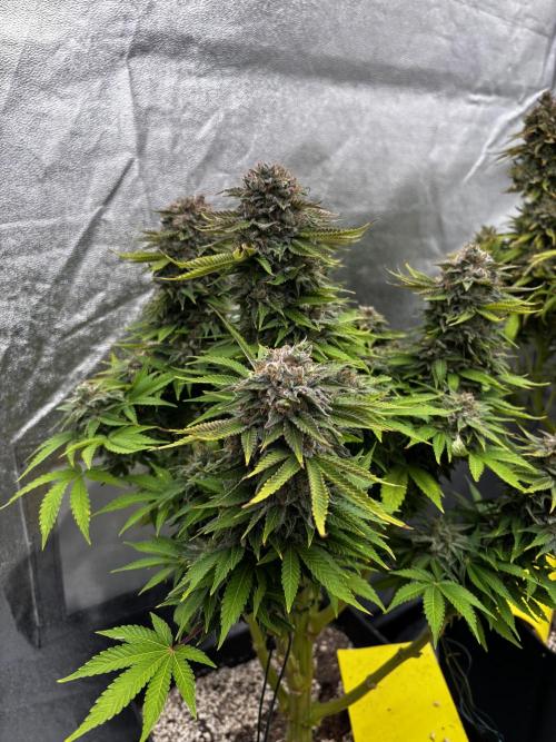 Anesia ;). Week 14
