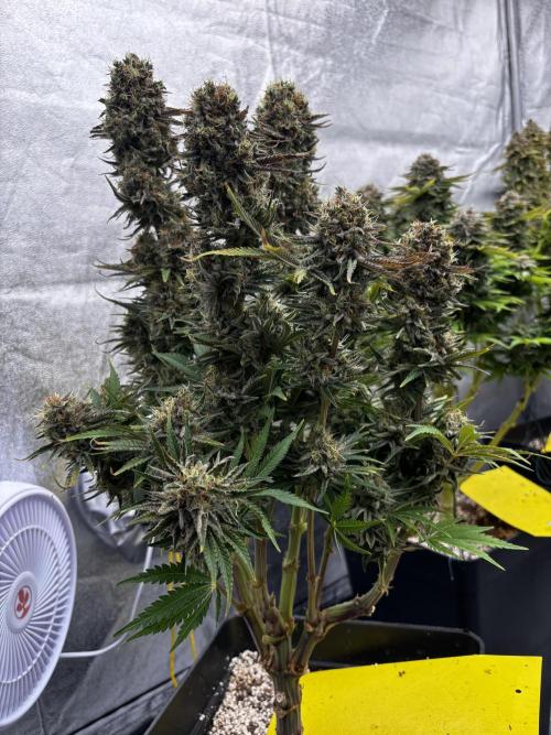 Anesia ;). Week 14