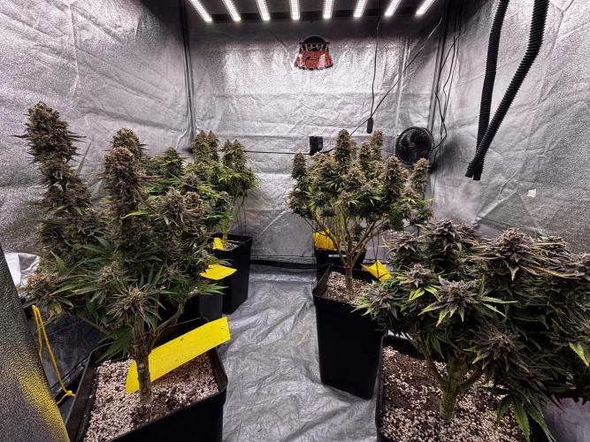 Anesia ;). Week 14