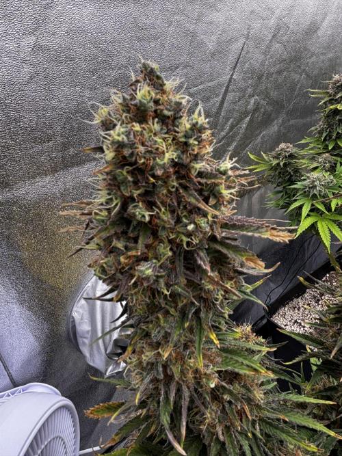 Anesia ;). Week 14