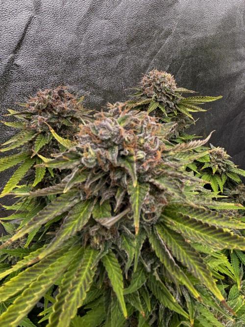 Anesia ;). Week 14