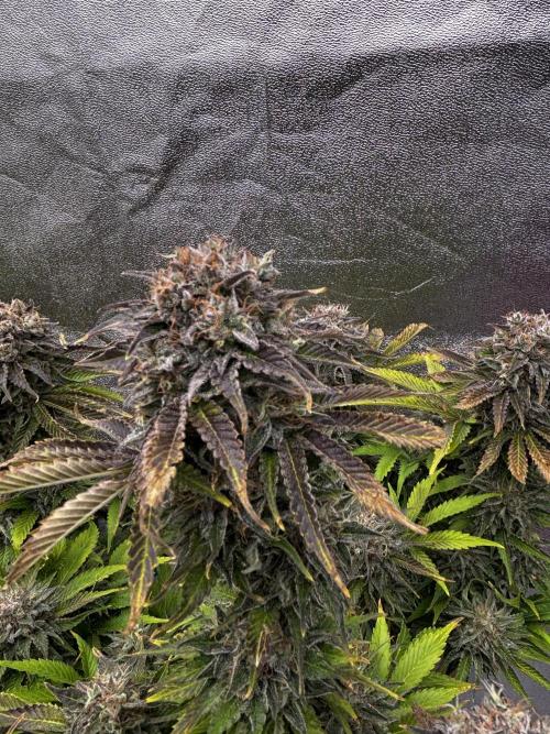 Anesia ;). Week 14