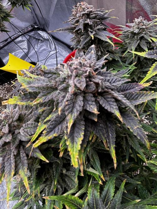 Anesia ;). Week 14