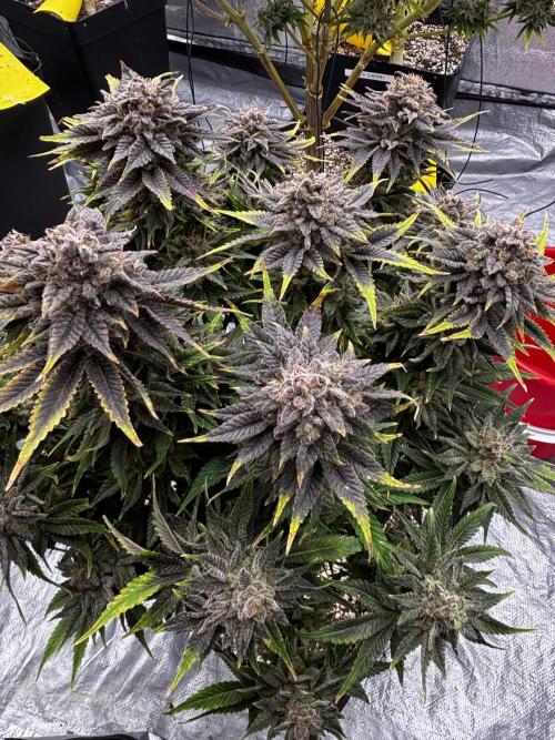 Anesia ;). Week 14