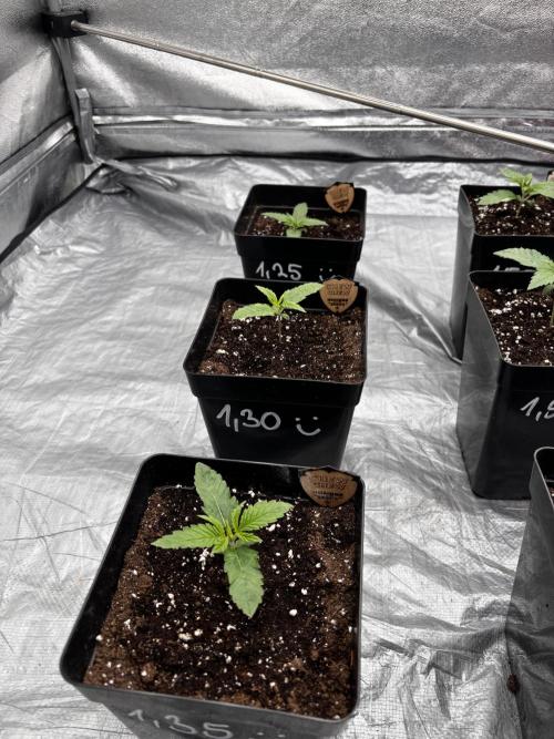 King a Chew. Week 1