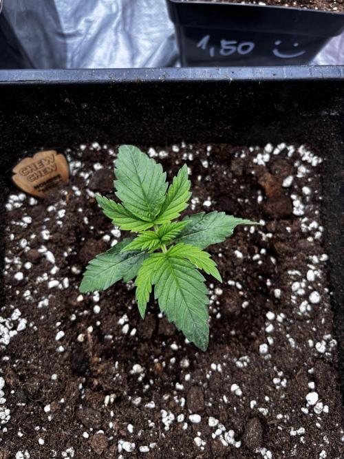 King a Chew. Week 1