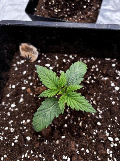 King a Chew. Week 1