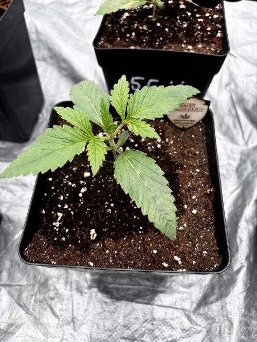 King a Chew. Week 1