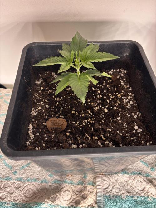 Outdoor. Week 0