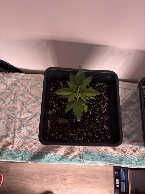 Outdoor. Week 0
