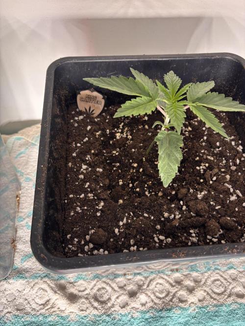 Outdoor. Week 0