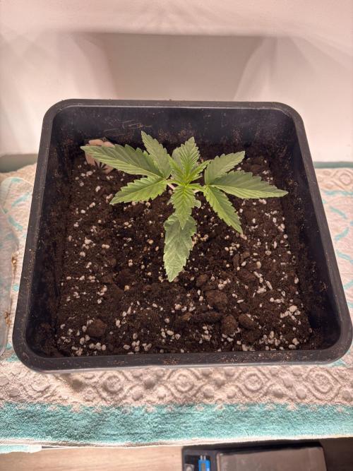 Outdoor. Week 0
