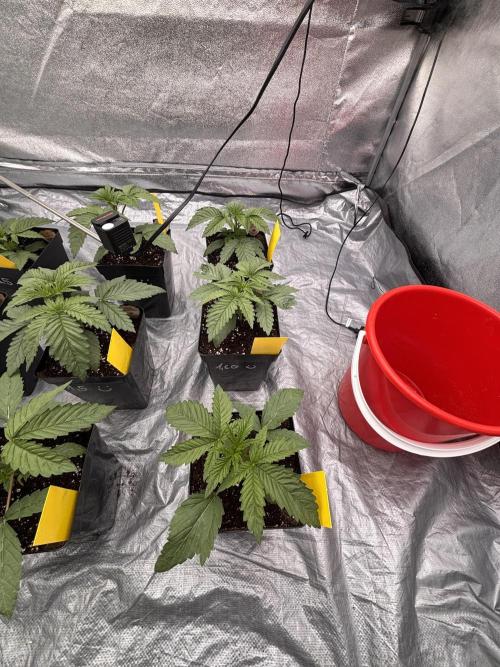 King a Chew. Week 2