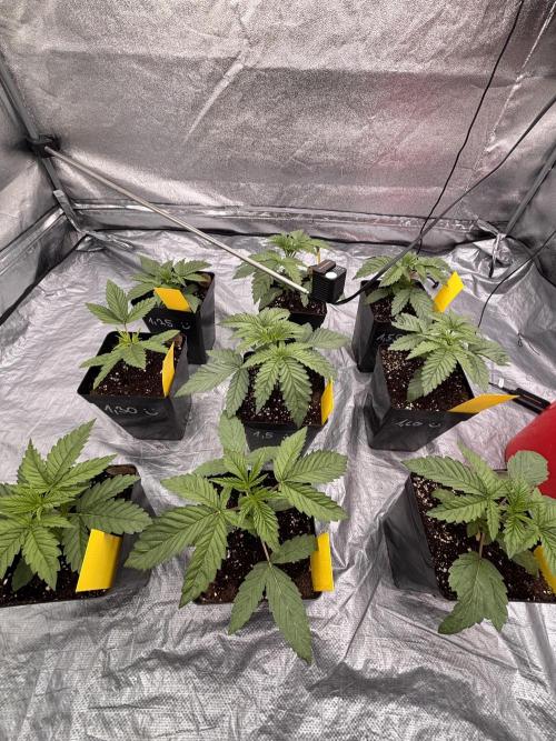 King a Chew. Week 2