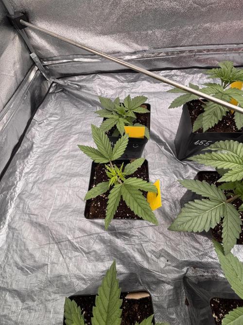 King a Chew. Week 2