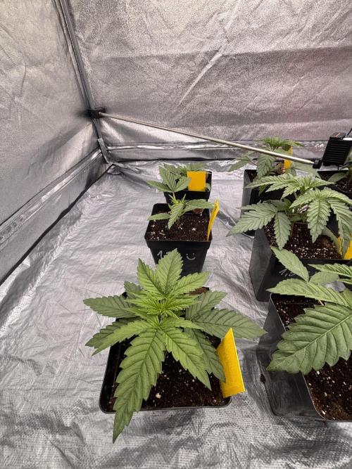 King a Chew. Week 2