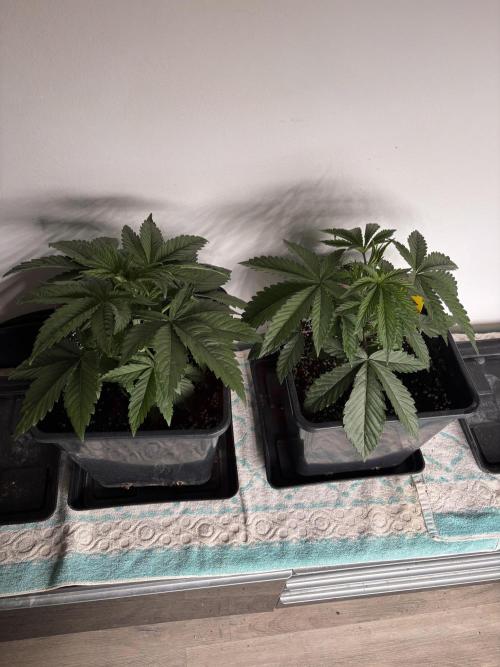 Outdoor. Week 1
