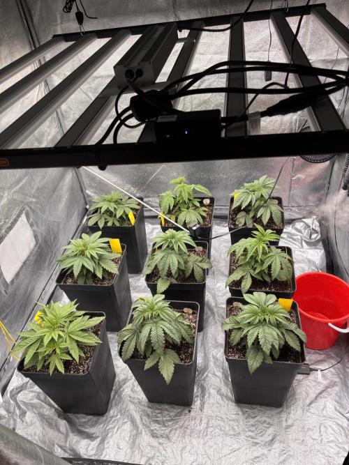 King a Chew. Week 3