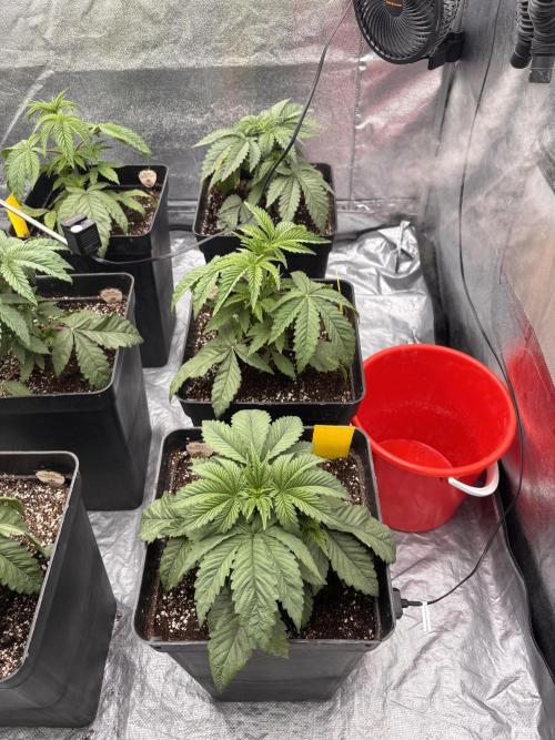 King a Chew. Week 3
