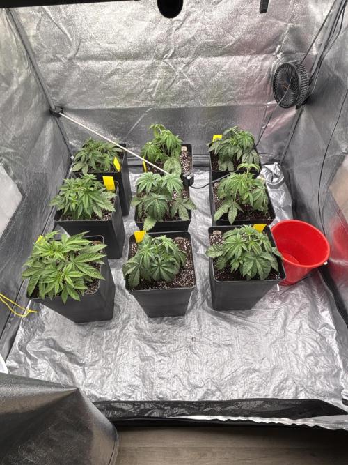 King a Chew. Week 3