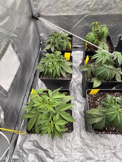 King a Chew. Week 3