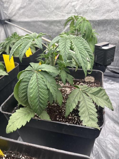 King a Chew. Week 3