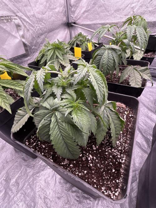 King a Chew. Week 3
