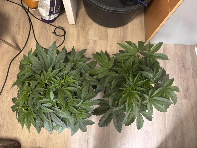 Outdoor. Week 2