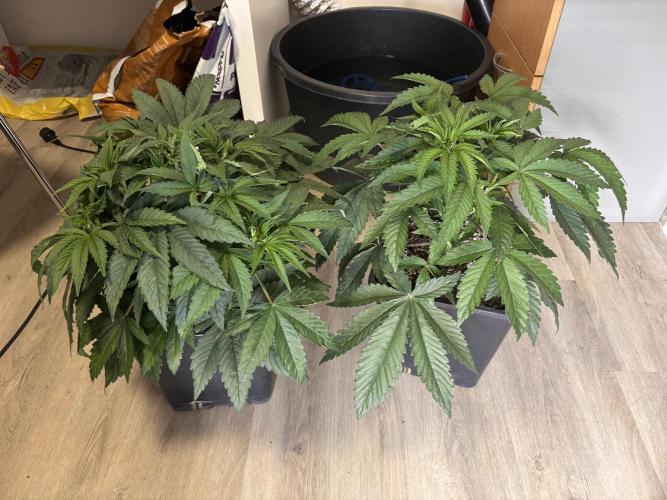 Outdoor. Week 2