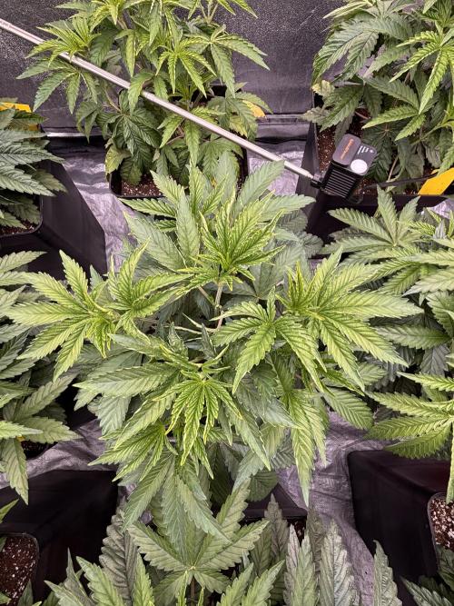King a Chew. Week 4 - King F